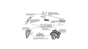 Vinifera parentage to provide a wider range of sensory profiles. Forecasting Of Powdery Mildew In Grapevine Youtube