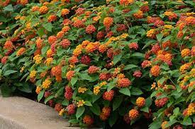 How To Grow Lantana In Pots In 2021 Lantana Trees To Plant Lantana Plant