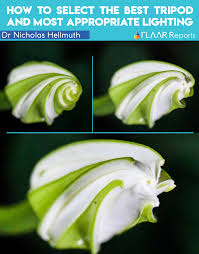 Image result for Ipomoea macrosepala