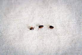 It's never just one, and only if you're lucky does the problem go away on it's own. Pin On Sue