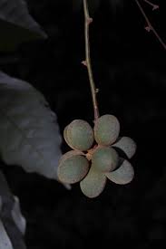 Image result for Monanthotaxis trichantha