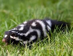 We know some of our customers have great taste in pets. Skunks For Sale