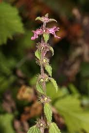 Image result for Stachys aculeolata
