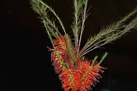 Image result for Melaleuca lateritia
