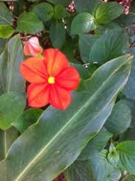 Image result for Mussaenda elegans