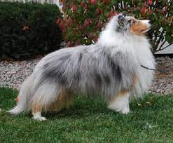 Sheltie puppies are prone to worms, which is why it is imperative that they are provided with the proper inoculations and preventative medicines to deter the occurrence of these annoying and harmful. Weis Shelties Contact Us