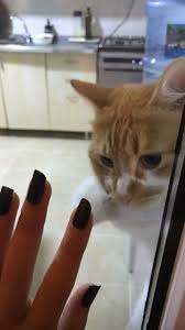 giz adli kullanicinin ᔕtoᖇy panosundaki pin fotograf yeni baslayanlar makyaj kedi