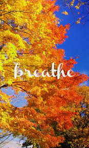 Fall Phone Wallpaper Wallfree 100 Free High Definition Wallpaper High Definition Background 4k Autumn Phone Wallpaper Fall Wallpaper Cute Fall Wallpaper