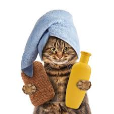Kedi Yikamak Zararli Midir Kedi Nasil Yikanir Suzionline