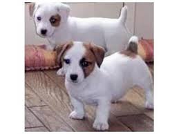 There are two main types of preschool programs you can send your kids to in tallahassee, fl. Jack Russell Terrier Puppies For Sale Tallahassee Fl 117060