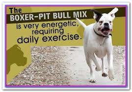 Best Dog Food For Pitbull Boxer Mix Best Dog Foods For Pitbull Puppies Orijen Puppy Grain Free Dry Dog Food Best Dog Food Pitbull Boxer Mix Dog Food Recipes