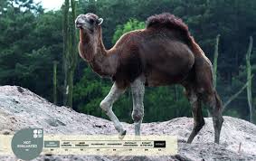 Медиафайл может носить деликатный характер. Camels Serengeti Park