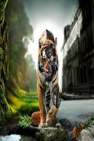 A elegância e força de tigres estará sempre com você, aplique um fundo no seu dispositivo, ou compartilhar com seus amigos fundos dos tigres. Tigre Hd Wallpapers 4k Wallpapers Download For Mobile Phones