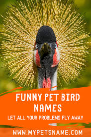 Pet Birds That Don T Fly Away Funny Pet Bird Names Pet Birds Cool Pet Names Funny Animals