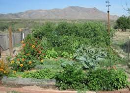 Breaking New Ground A Garden In The Desert Desert Garden Dream Garden Garden