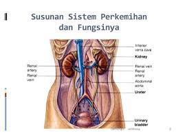 Pada proses ini terjadi pertukaran oksigen dan karbon dioksida antara tubuh. Sistem Urinaria Sistem Perkemihan