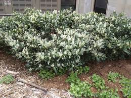 While maintained, this variety will remain at a height between 3 to 4 feet, but left untrimmed can reach up to 6 to 10 feet. Prunus Laurocerasus Otto Luyken Cherry Laurel English Laurel Otto Luyken Cherry Laurel North Carolina Extension Gardener Plant Toolbox
