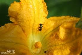 Maybe you would like to learn more about one of these? Zucchini Growing Problems 10 Common Issues And How To Overcome Them