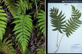 Image result for Pneumatopteris