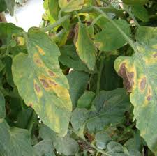Image result for tomato seedling early blight