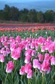 Colors Of Tasmania S Tulip Season Visiting Table Cape Tulip Farm Tulip Season Tulips Seasons