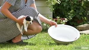 Baby shampoo is usually a better choice than regular shampoo because it is clear, odorless. 3 Ways To Bathe Your Puppy Wikihow Pet