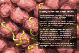 Madenwurmer Ursache Symptome Massnahmen