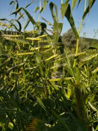 Image result for Eriochloa