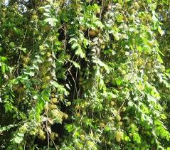 Image result for Anogeissus