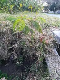 Image result for Lopholaena sp.no.1