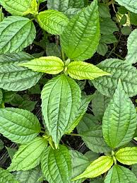 Image result for Pilea angolensis