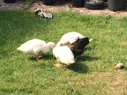 8,127 likes · 120 talking about this · 697 were here. Bert S Birds Home Facebook