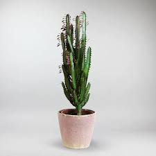 Image result for Euphorbia kilwana