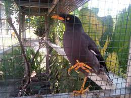 Jalak nias sm jalak kebo mata putih. Burung Jalak Kebo Si Elok Yang Tak Begitu Laku Contoh Soal Pelajaran Puisi Dan Pidato Populer