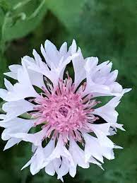 Pin On Flowers And Plants