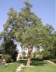It is the only member of the genus. Tipuana Wikipedia