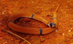 Five Ringed Brown Snake Pseudonaja Modesta