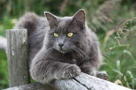 Feline 411 All About The Nebelung