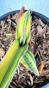 Image result for Sansevieria