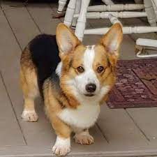 Welcome to crown corgi pembroke welsh corgi page, please have a look around there's lots of pictures & a lot of good information. California Corgi Farm Home Facebook