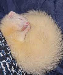 Kath | Pet sitter in Kilmore VIC | Pawshake.com.au