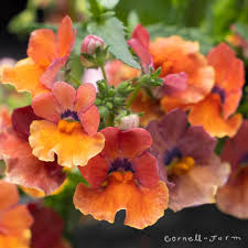 Image result for Nesaea dinteri