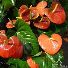 Here are four flowering plants that thrive in the shade, so you can keep your garden blooming no matter where it is. Anthurium Amazing Queen Shaded Areas For The Garden The Outdoors Australian Plants Anthurium Plant Plants