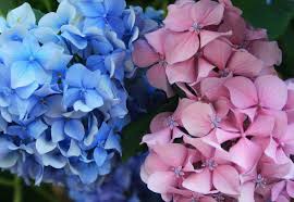 Instead of one trait being dominant spotted cows and flowers with petals of two different colors are examples of codominance, for example. Non Mendelian Inheritance Review Article Khan Academy