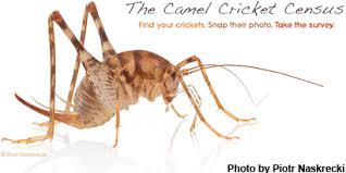 Camel crickets are light to dark brown and they can be mottled and have dark banding on some of their body segments. Asian Camel Crickets Are Displacing Natives In U S Homes