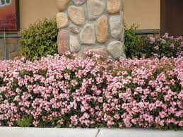 Plant this graceful shrub in groups or intermingled with other shrubs in an informal setting. Best Evergreen Shrubs For Small Gardens Signals Az