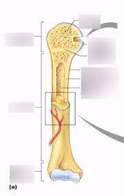 Long bones are those that are longer than they are wide. Labeling Long Bone Diagram Quizlet