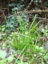 Image result for Prismatocarpus