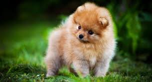 View available vaccinated puppies ready to be a part of your family only @ $ 550 Pomeranian Growth Chart Pomeranian Puppy Weight Chart