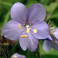 Image result for Polemoniaceae